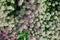 Petite snow white mauve flowers of Lobularia maritima Alyssum maritimum. Sweet alyssum or sweet alison, alyssum genus Alyssum