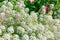 Petite snow white mauve flowers of Lobularia maritima Alyssum maritimum. Sweet alyssum or sweet alison, alyssum genus Alyssum
