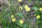 Petite Yellow Wildflowers Along a Scottish Country Road