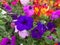 Petonia Flowers from Himalaya Mountain, India.