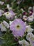 Petonia Flowers from Himalaya Mountain, India.