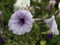 Petonia Flowers from Himalaya Mountain, India.