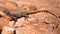 PETRA, JORDAN: An Agama lizard