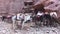 Petra, Jordan - donkeys stand on holiday part 1