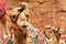 PETRA, JORDAN: Portrait of camels