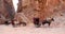 Petra, Jordan-- it is a symbol of Jordan, as well as Jordan\'s most-visited tourist attraction
