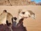 Petra - Muso di dromedario nel deserto Wadi Rum