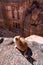 Petra, the rose city famous landmark and travel destination in Jordan, with a cat enjoy sunbathing