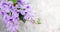 Petrea Flowers on the bright texture background.