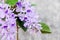 Petrea Flowers on the bright texture background.