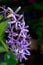 Petrea Flowers. (Queen\'s Wreath, Sandpaper Vine)