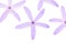 Petrea Flowers. (Queen\'s Wreath, Sandpaper Vine, Purple Wreath)