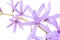 Petrea Flowers. (Queen\'s Wreath, Sandpaper Vine, Purple Wreath)