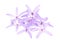 Petrea Flowers. (Queen\'s Wreath, Sandpaper Vine, Purple Wreath)