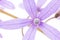 Petrea Flowers. (Queen\'s Wreath, Sandpaper Vine, Purple Wreath)