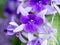 Petrea Flowers on the tree