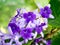 Petrea Flowers on the tree