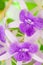 Petrea racemosa flowers