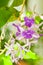 Petrea racemosa flowers