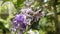 Petrea racemosa, Purple wreath or sandpaper vine flowers