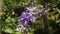 Petrea racemosa, Purple wreath or sandpaper vine flowers