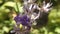 Petrea racemosa, Purple wreath or sandpaper vine flowers