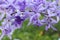 Petrea volubilis