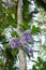 Petrea volubilis