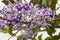 Petrea volubilis aka Purple Wreath