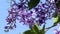 Petrea volubilis flower