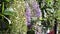 Petrea volubilis flower