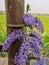 Petrea volubilis flower in the outdoorâ€‹ garden