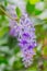 Petrea volubilis flowers