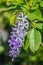 Petrea volubilis flowers, Purple vine flowers.