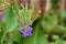 Petrea volubilis in garden