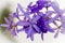 Petrea volubilis L. King flower blooming indigo.