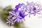 Petrea volubilis L. King flower blooming indigo.