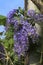 Petrea volubilis or purple wreath with violet flowers