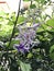 Petrea volubilis or Sandpaper vine or Purple wreath or Queen`s wreath or Petrea kohautiana or Petre racemosa or Bluebird vine flow