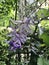 Petrea volubilis or Sandpaper vine or Purple wreath or Queen`s wreath or Petrea kohautiana or Petre racemosa or Bluebird vine flow