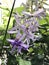 Petrea volubilis or Sandpaper vine or Purple wreath or Queen`s wreath or Petrea kohautiana or Petre racemosa or Bluebird vine flow