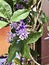 Petrea volubilis or Sandpaper vine or Purple wreath or Queen`s wreath or Petrea kohautiana or Petre racemosa flowers.