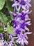 Petrea volubilis or Sandpaper vine or Purple wreath or Queen`s wreath or Petrea kohautiana or Petre racemosa flowers.