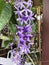 Petrea volubilis or Sandpaper vine or Purple wreath or Queen`s wreath or Petrea kohautiana or Petre racemosa flowers.