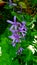 Petrea volubilis, umumnya dikenal sebagai karangan bunga ungu, karangan bunga ratu