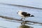 Petrel Bird Wading in the Shallows of Harbor