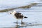 Petrel Bird Wading in the Shallows of Harbor