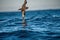 Petrel in flight. The white-chinned petrel or Cape hen.  Scientific name: Procellaria aequinoctialis. South Africa