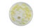 Petri dish and culture media with bacteria on white background with clipping, Test various germs, virus, Coronavirus, Corona,