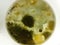 Petri dish with yellow fungi after growing a sample in a microbiology laboratory